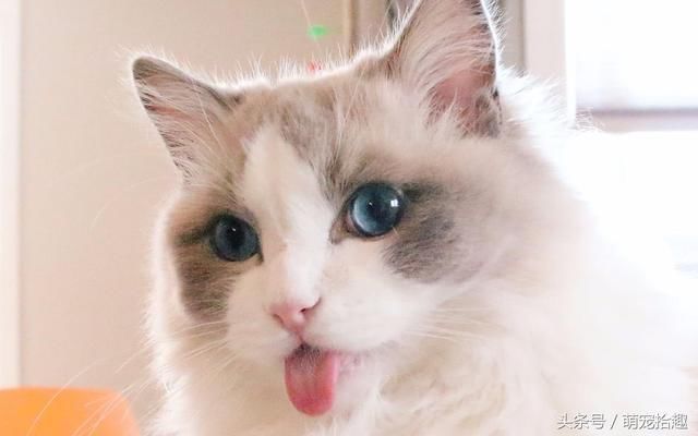 世界六大名猫排行,霸气型猫咪完胜软萌布偶猫