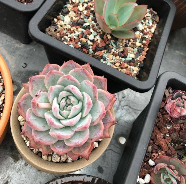 没有根系的多肉植物这样来养护,生根之后,简单