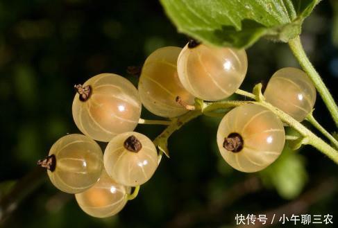 农村这种野果,名字有些难记,当地农民不当回事