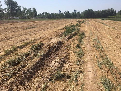 山东莘县朝城镇以租代征毁麦田