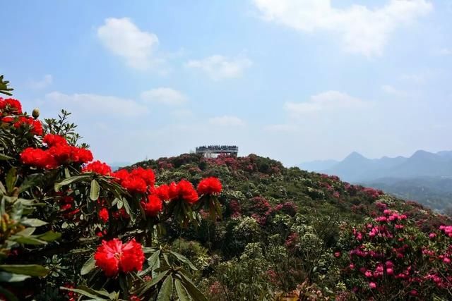 2018中国贵州百里杜鹃国际杜鹃花节拉开帷幕.