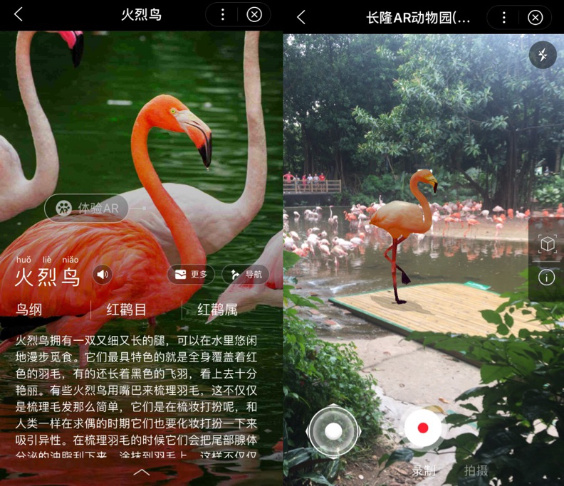 (app截图:火烈鸟的介绍) 动物园相关负责人介绍,未来"长隆ar动物园"