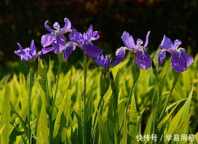 十二星座解析--天秤男花心吗?