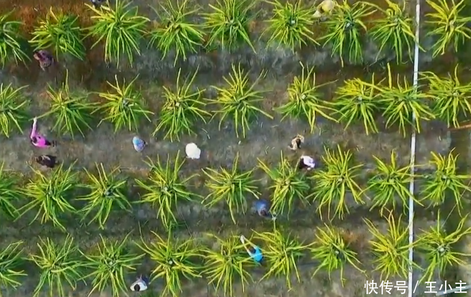 19岁少女种这东西,一年还清了200万巨债,父母