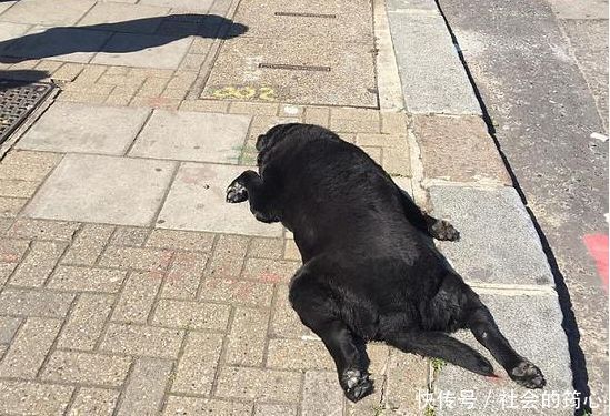 美女街头遛狗,却遭路人指手划脚,报警后悲剧发