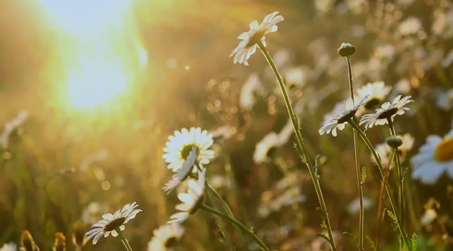 《大自然在说话》  花 《大自然在说话》  花