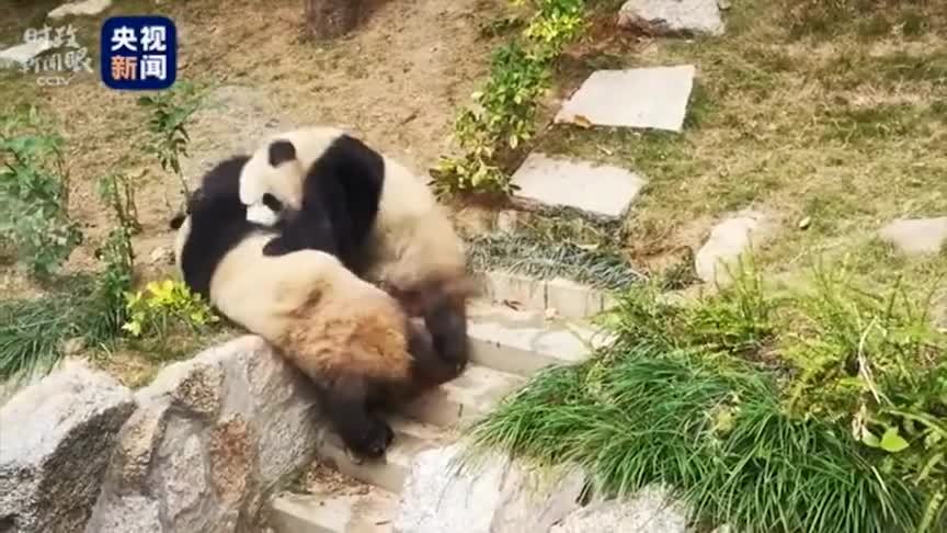 《时政新闻眼》探访时,3岁的“健健”和“康康”哥俩玩得正欢 《时政新闻眼》探访时,3岁的“健健”和“康康”哥俩玩得正欢