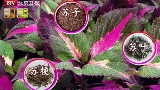 家里种盆它，泡茶、外敷、入药都能用，疏肝、助眠、强身体…可别错过