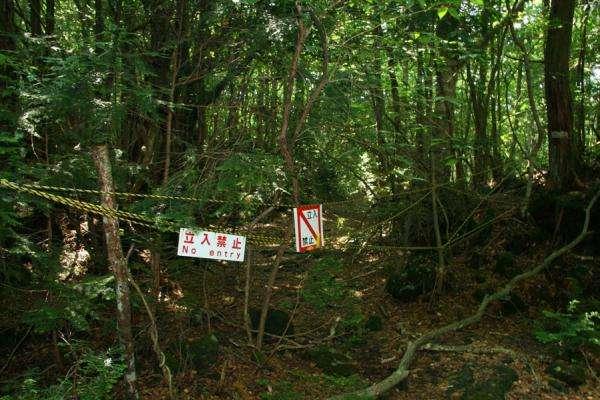 日本青木原森林,为何那么多日本人选择在这里