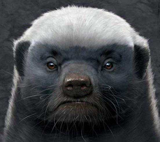 这个动物没有天敌, 狮子都不愿意去惹他