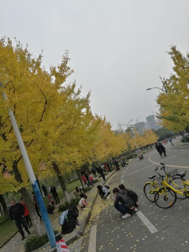 今天起,重大虎溪校区成为了全重庆最美的地方