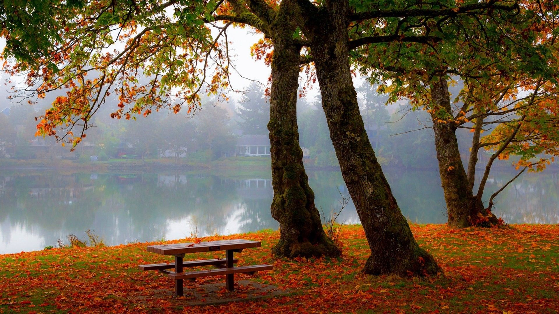 3D绿色护眼桌面壁纸,面对电脑眼睛不再干涩了