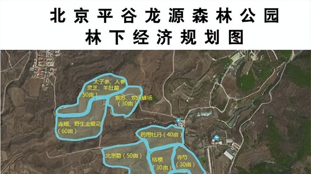 平谷区峪口镇东樊各庄村发展林下经济助民增收