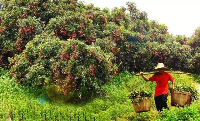 萝卜无法代替人参,镇隆荔枝独一无二!