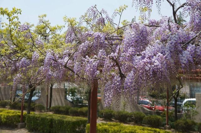 世界上僅有三座紫藤主題公園,其中一座就在上海