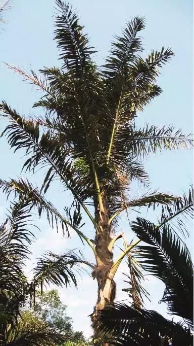 椰枣是椰子还是枣?西米是不是米?你常吃的这