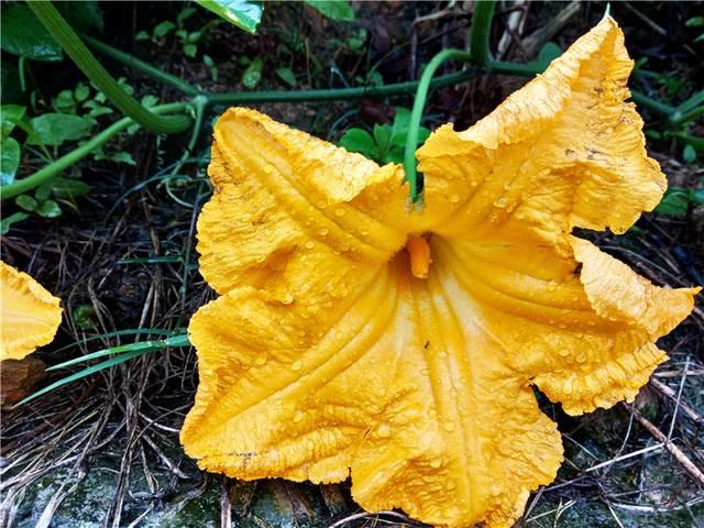 红米国民体验官599的红米6A价格厚道 续航与