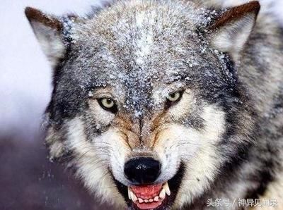 父亲被狼咬死,16岁少年机智过人,连杀3狼为父