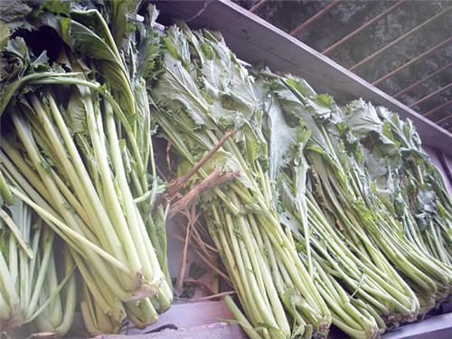 一年生草本植物雪菜(雪里红)是什么菜?什么时