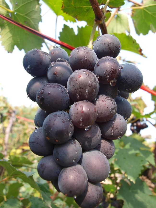 春季必吃水果之一,促进睡眠、避免视力下降,便