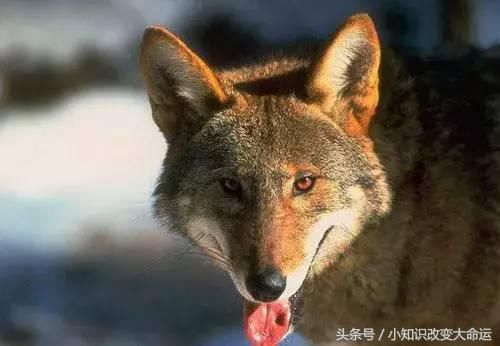 地球上10大濒临灭绝的珍稀动物,眼镜猴第十,白