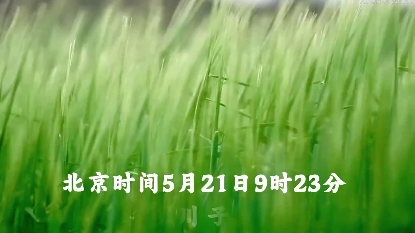 21日小满:在麦浪和秧绿中,与夏天撞个满怀 21日小满:在麦浪和秧绿中,与夏天撞个满怀