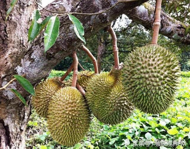 为何一棵榴莲树结400个果子,还卖的那么贵?泰
