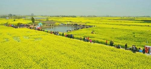 荆门张池村油菜花图片