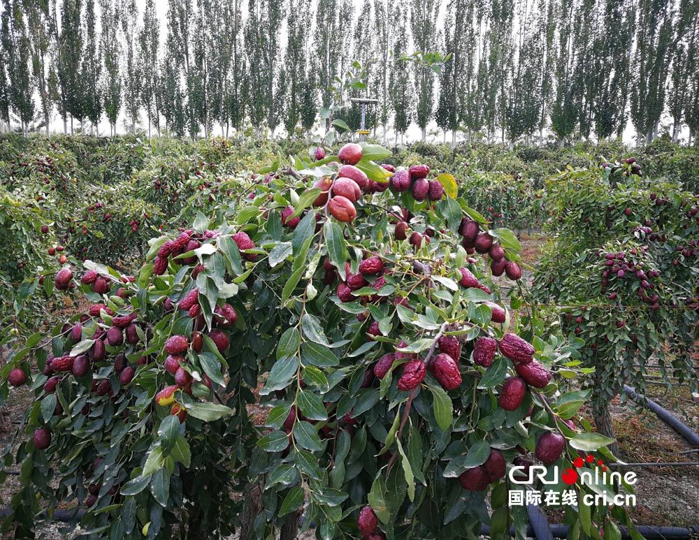 生态林和人工林相互映衬