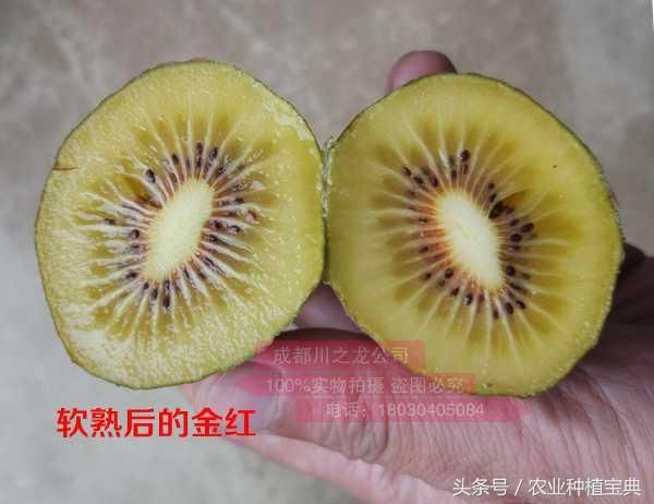 东红、红什、金红、红阳、红华猕猴桃品种介绍