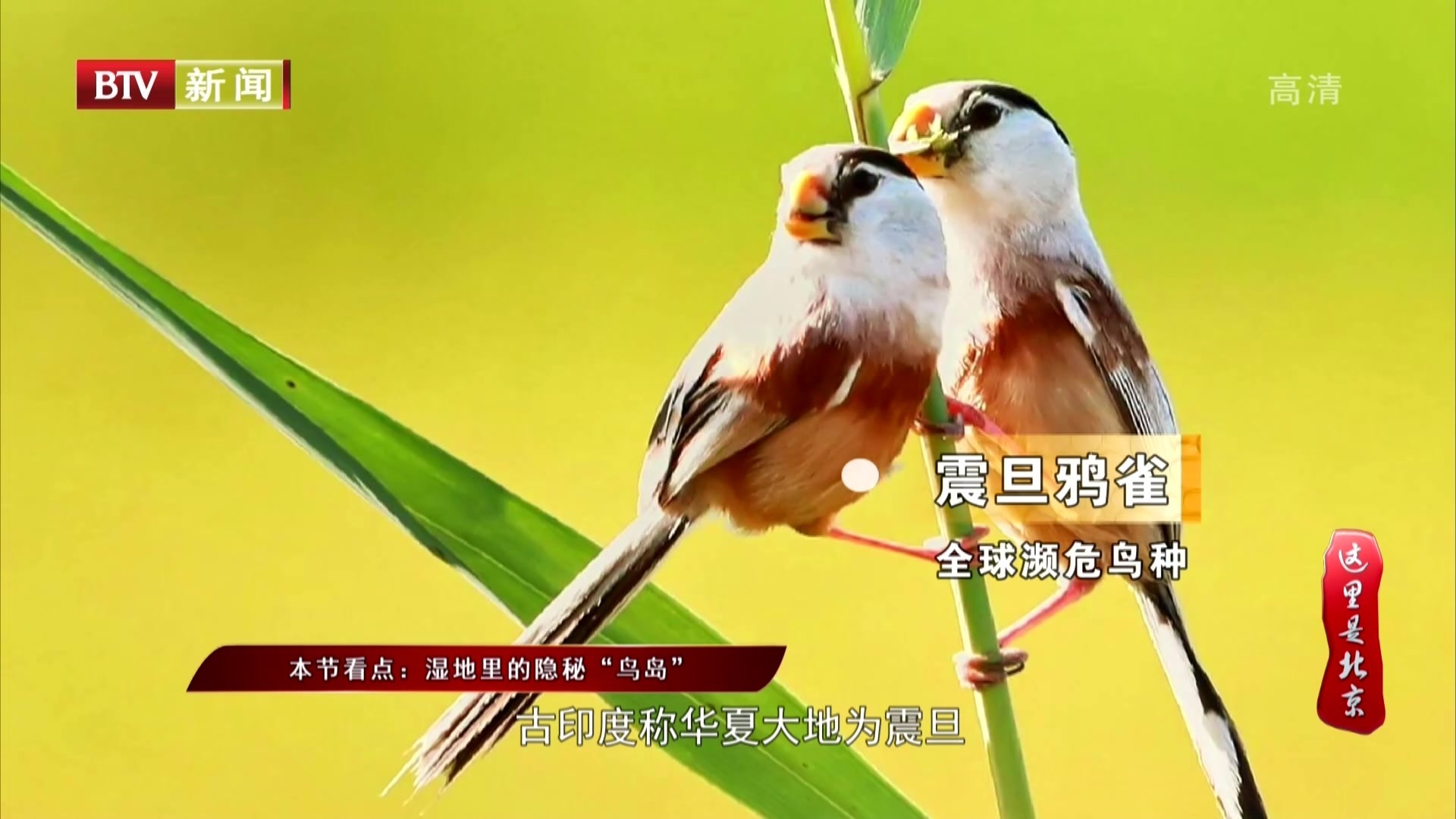 《这里是北京》20200914我们的绿水青山——走近神奇的动物