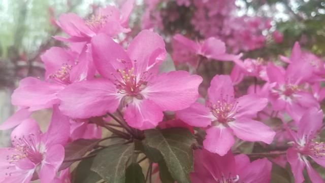 八言绝句--《贴梗海棠》