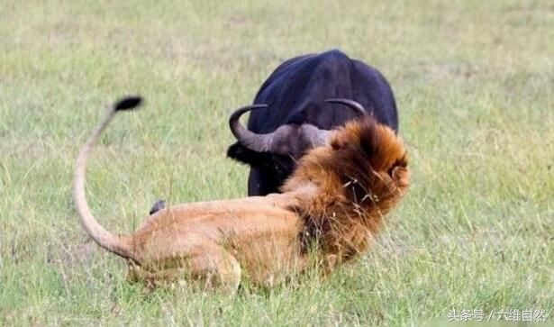 雄狮竟敢单独捕杀野牛,原来雄狮找的战机是如