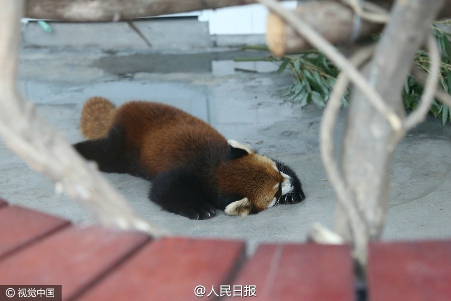 图为小熊猫集体上演“熊猫瘫”。