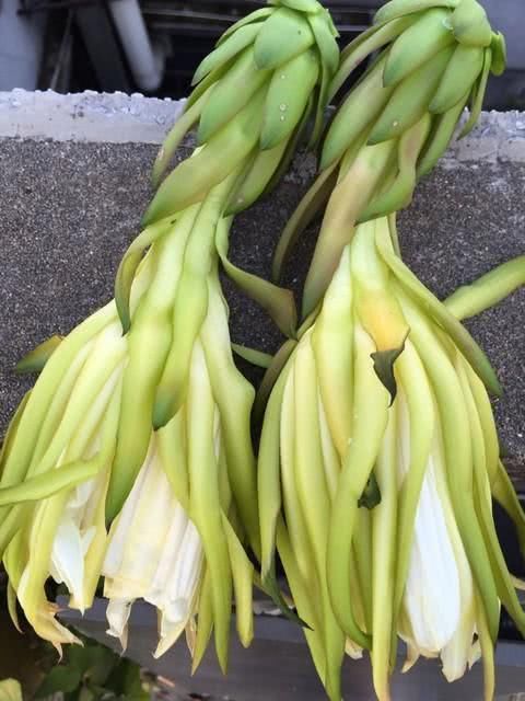 女子吃火龙果吃出条蛇!这些关于火龙果的冷知