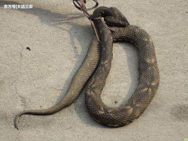 被五步蛇咬伤千万不要自行切开伤口放血