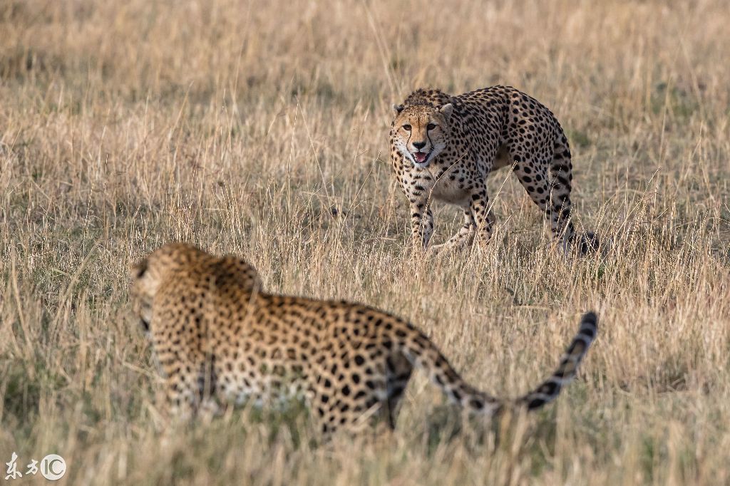 感人一幕!猎豹妈妈保护孩子,与花豹来回周旋耗尽体力