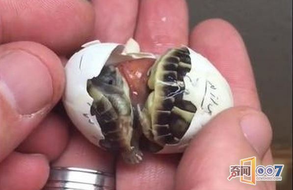 男子捡到一枚蛋交给老母鸡孵化，却孵出来这个