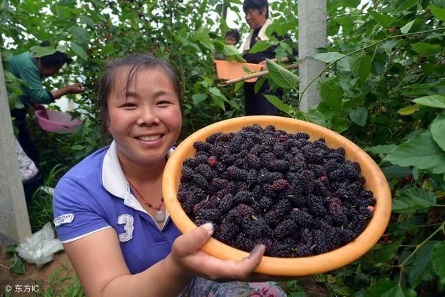 1种水果吃几粒,杀菌修复胃粘膜,幽门螺旋杆菌
