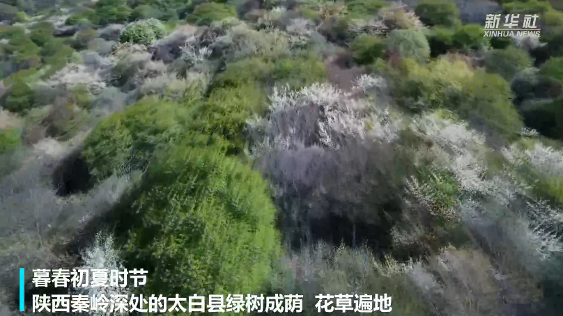 来秦岭 看山前桃花山后雪美景 来秦岭 看山前桃花山后雪美景