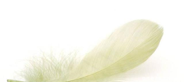 心理测试4片羽毛哪一片最漂亮测一测下半年你