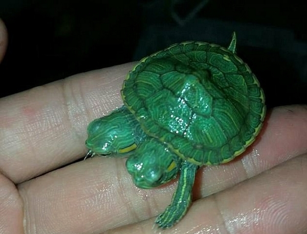 罕见！泰乌龟生下双头龟 爬行速度极快