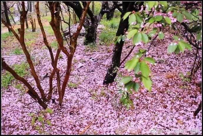 海大鱼山校区美得不要不要的 江晓路 摄 春雨润枝头 冷风花落下