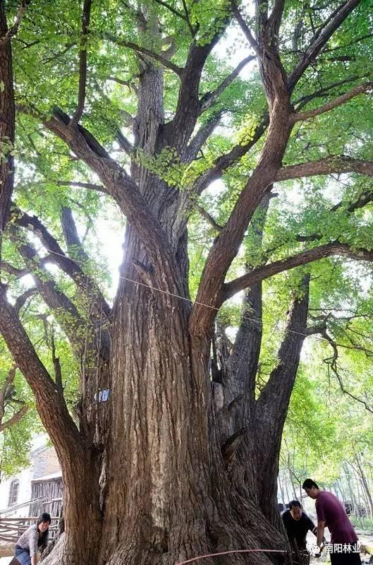 南阳最古老的树原来在这儿!
