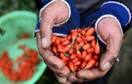 坚持用枸杞泡水喝,身体会有这2大变化!难怪很