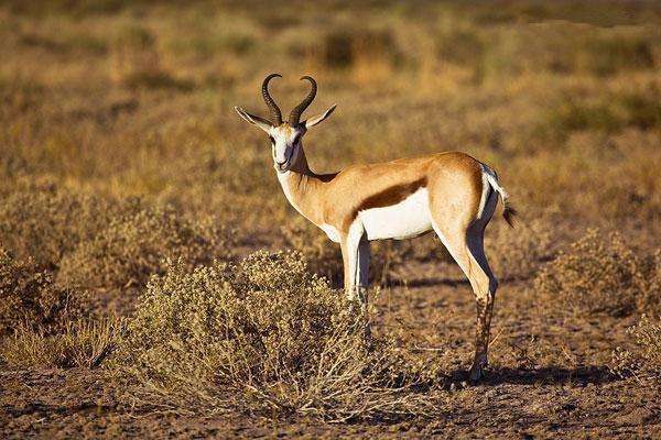 陆地上跑的最快的动物排行, 世界冠军只能吃灰
