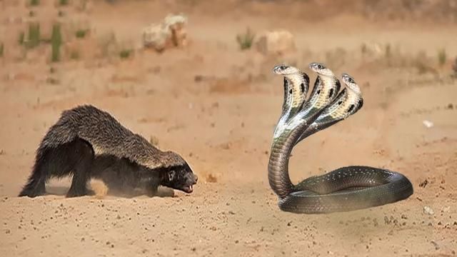 眼镜王蛇的三大最强天敌!平头哥根本不算什么