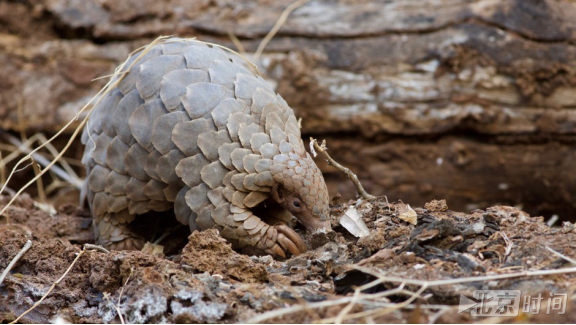 全球第一!西浦完成穿山甲基因组图谱 助力研究人体免疫力 全球第一!西浦完成穿山甲基因组图谱 助力研究人体免疫力