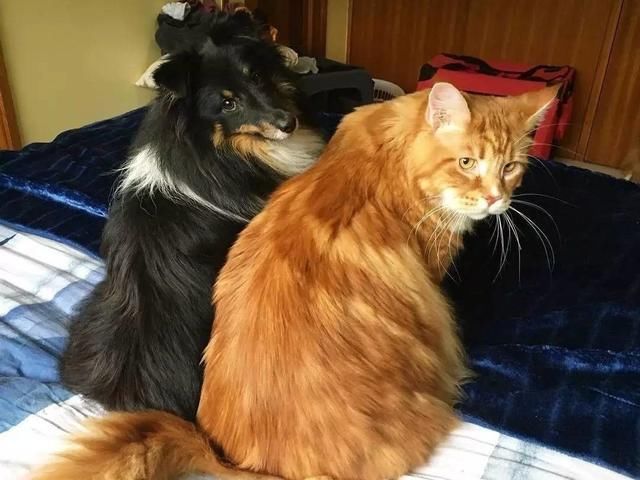 打破前吉尼斯世界记录猫身长1.18米,这只猫现