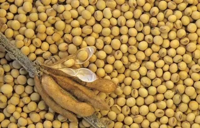 2018年大豆种植补贴定了!这些大豆优质新品种